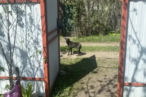 Найдена собака, Воронежская область