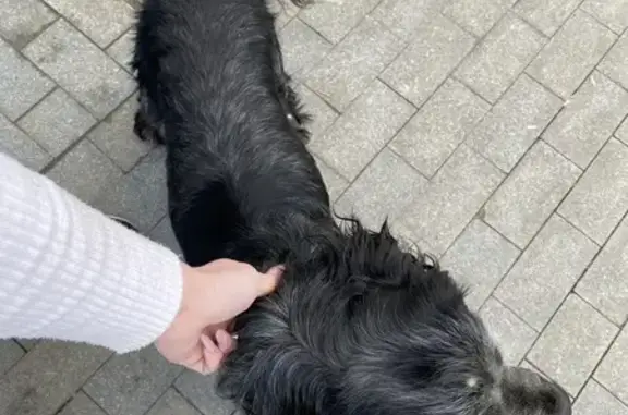 Найдена собака, Сосенки Снт