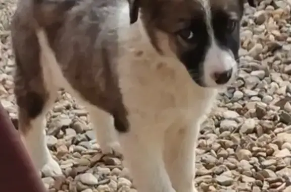 Найдена собака, Брянск