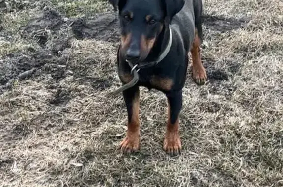 Пропала собака, Новосибирская область