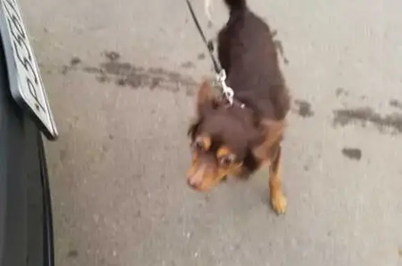 Найдена собака, Москва