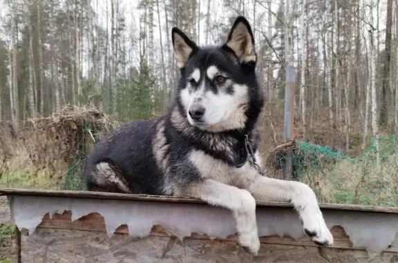 Пропала собака, Ленинградская область