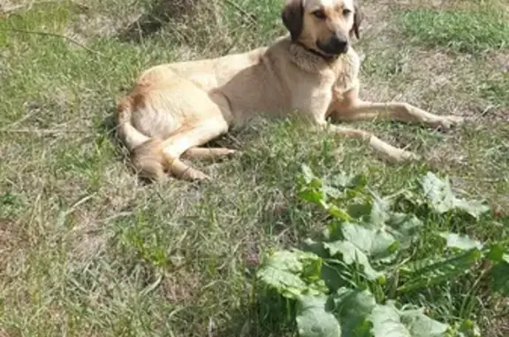 Найдена собака, Тамбовская область