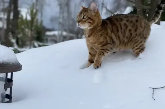 Пропала кошка, Московская область