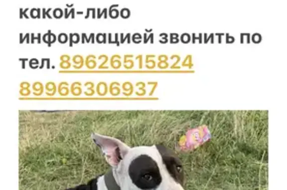 Пропала собака, Ставрополь