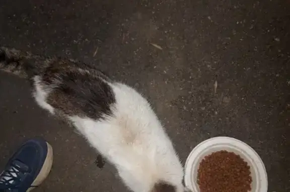 Найдена кошка, Нижний Новгород