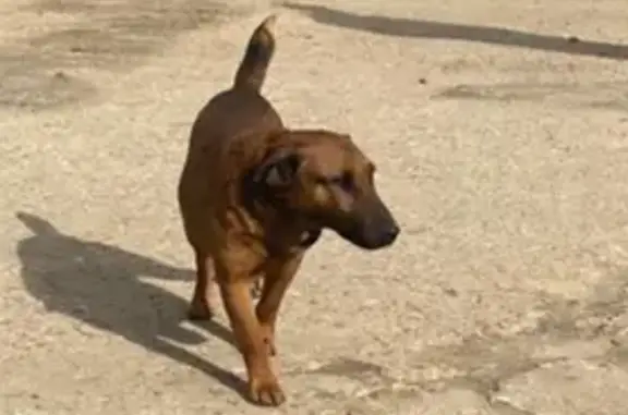 Найдена собака, Кашира