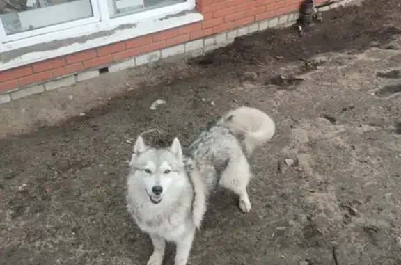 Найдена собака, Брянск