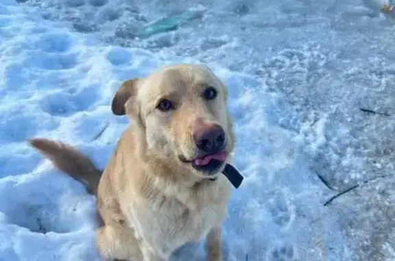 Пропала собака, Московская область