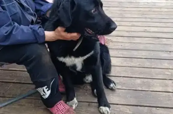 Найдена собака, Тольятти