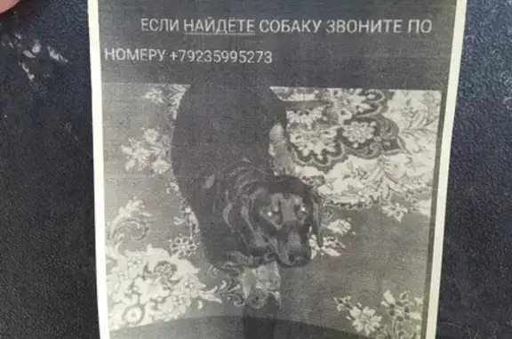 Пропала собака, Республика Хакасия