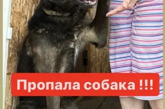 Пропала собака, Калужская область