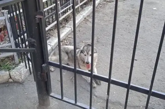 Найдена собака, Омск