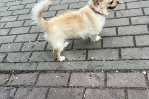 Найдена собака, Белгород