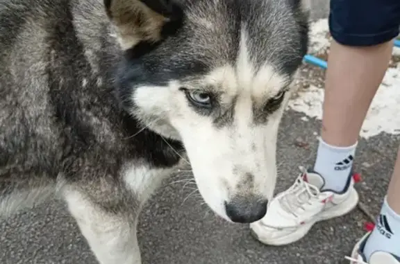 Найдена собака, Пятигорск