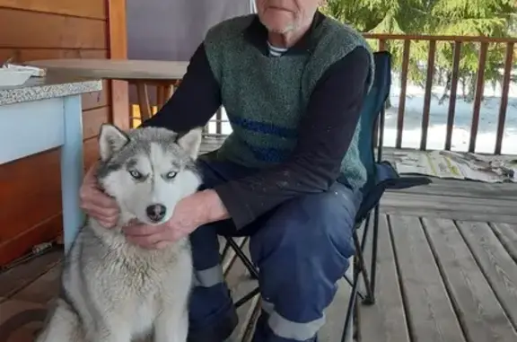 Найдена собака, Ленинградская область