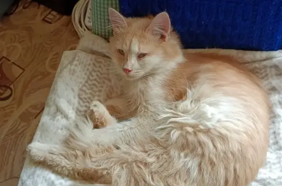 Найдена кошка, Подольск