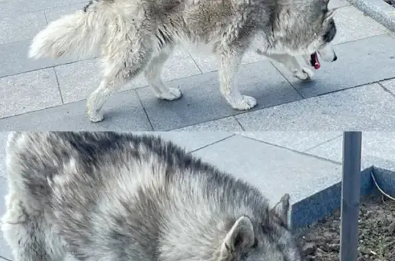 Найдена собака, Краснодарский край