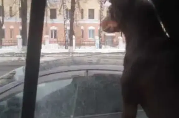 Пропала собака, Москва