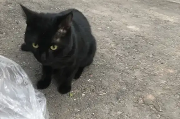 Найдена кошка, Оренбург