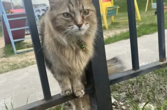 Найдена кошка, Владимирская область