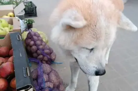 Найдена собака, Краснослободск