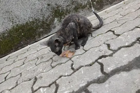 Найдена кошка, Санкт-Петербург