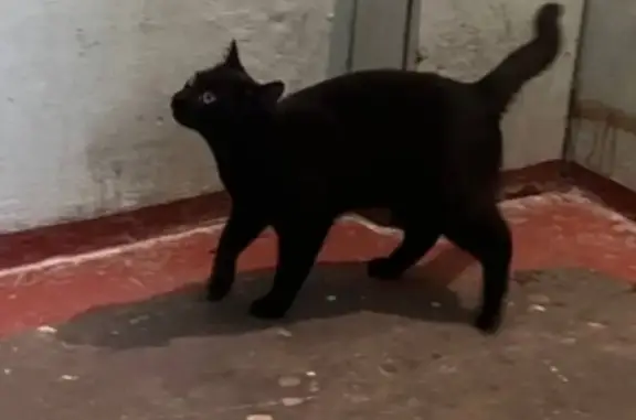 Найдена кошка, Петрозаводск