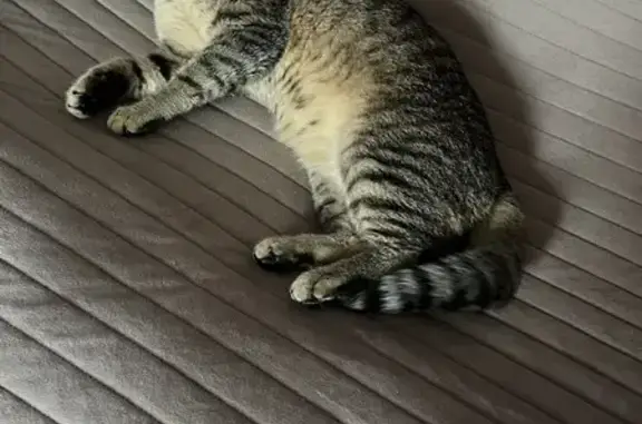 Пропала кошка, Ивановская область