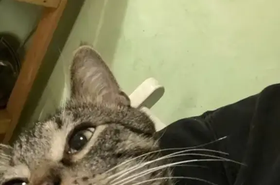 Кошки потеряшки, Санкт-Петербург, фото: Потеряшка кот, Витебский пр., 33, СПб