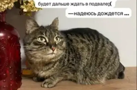 Найдена кошка, Комсомольск-на-Амуре