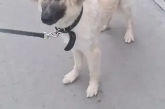 Пропала собака, Екатеринбург