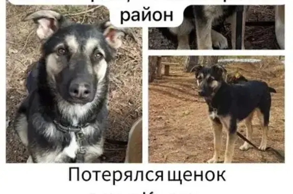 Пропала собака, Республика Татарстан