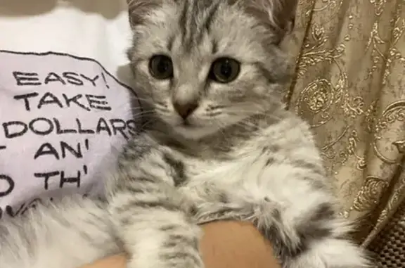 Кошки потеряшки, Уфа, фото: Потеряшка кошка: Набережная, 3, Уфа