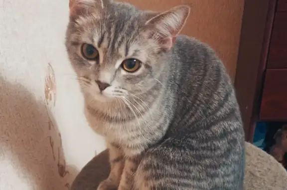 Пропала кошка: Б. Ручьева, 18, Магнитогорск
