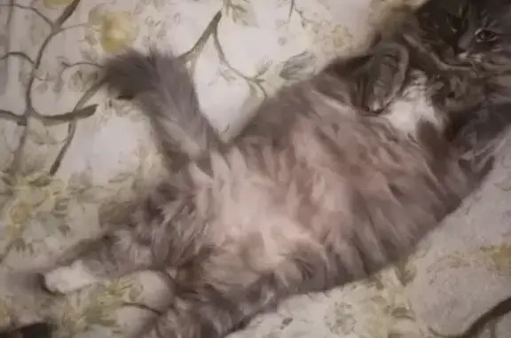 Пропала кошка: Фурманова, 27, Ковров