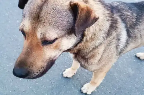 Найдена собака, Новофроловское