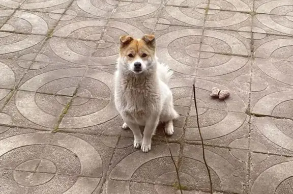 Пропала собака в Исаково, 89114794371