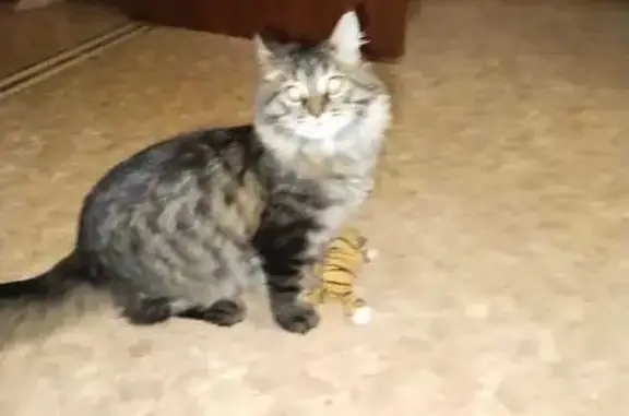 Пропала кошка: Туруханская, 41