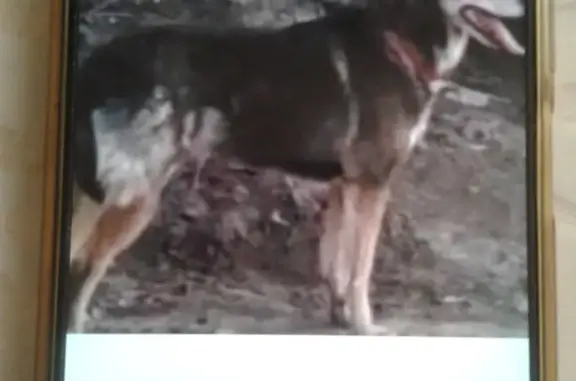 Пропала черная собака, ул. Котина, 29