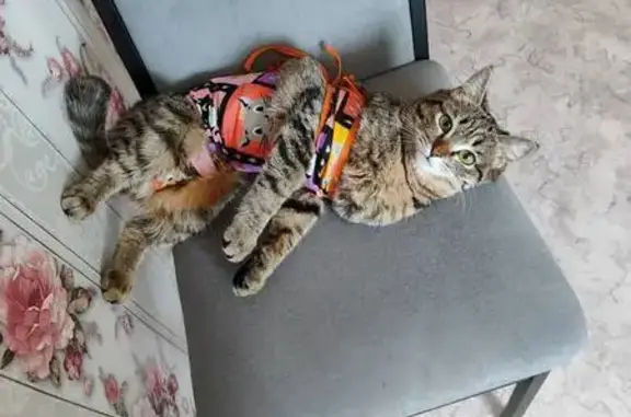 Пропала кошка в Ангарске, Иркутская