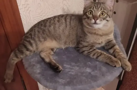 Пропала кошка: ул. М. И. Ульяновой, 72