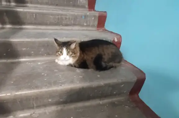 Найдена кошка: ул. Пушкина, 96, Абакан