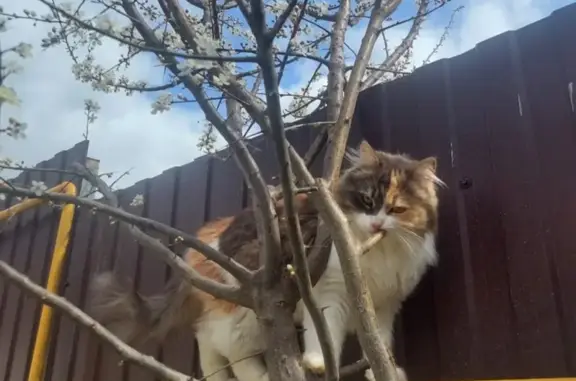 Объявления о пропавших и найденных животных, , фото: Пропала кошка ул. Салгирная V75G+PR