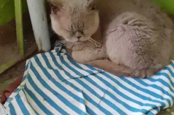 Найдена кошка: Полесская, 11а, Брянск