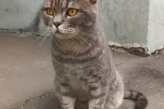 Кошка найдена: Новороссийская ул., 15