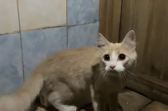 Найдена кошка, Данки, фото: Кошка найдена: Школьная ул., 33, Данки