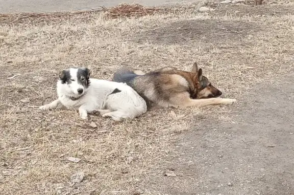 Найдена собака в Берёзовом, Иркутск