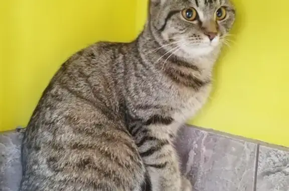 Найдена кошка: Куйбышева, 50, Пермь