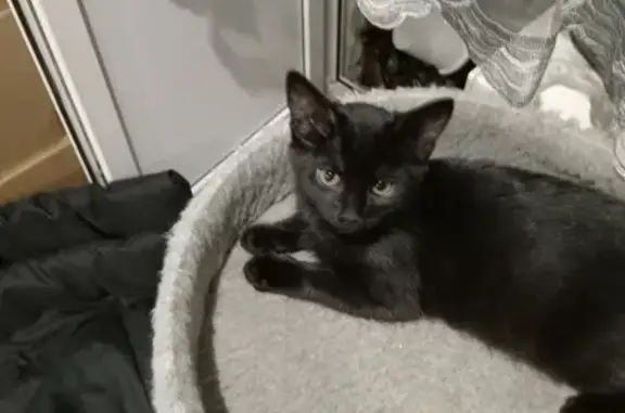 Найдена кошка: Пугачевская, Самара